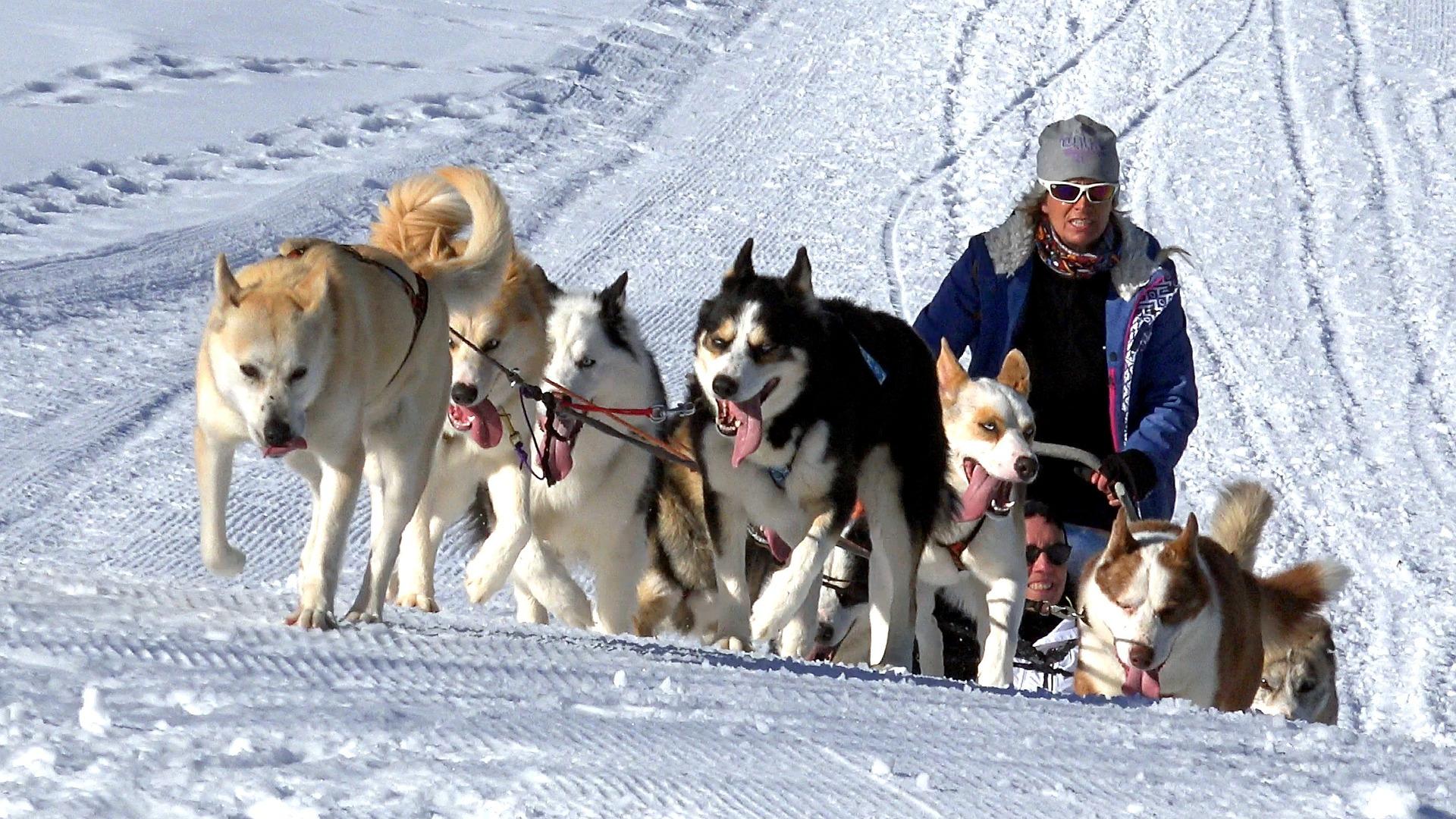 Chiens de traîneau